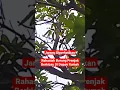 Download Lagu Rahasiah Burung Prenjak Berkicau Di Depan Rumah