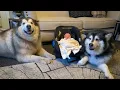 Download Lagu Alaskan malamute meets new baby for the first time cutest reactions