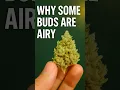 What Causes Airy And Fluffy Cannabis Buds And How to Avoid It Next Time