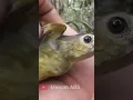Download Lagu Berburu Burung Masteran Yg lagi Viral