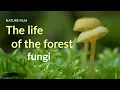 Download Lagu The life of the forest. Fungi