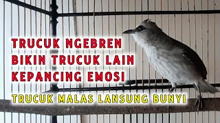 trucuk ngebren ngekek memancing emosi trucuk lain