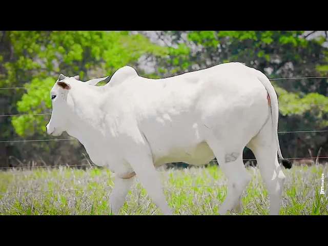 Novilha Nelore LSA - 1855 