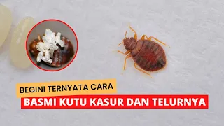 how to get rid of bed bugs and their eggs