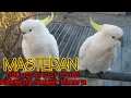 Download Lagu MASTERAN PALING COCOK BUAT KAKATUA MUDA CEPAT BICARA