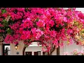 Download Lagu 7 Tricks to increase flowering on Bougainvillea plant #youtubeshorts #shortsviral #ytshorts .