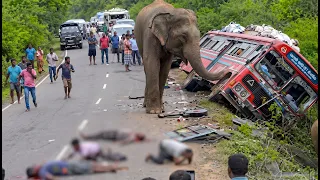 NEVER Do This When an Elephant Approaches Your Vehicle! 😨 #elephant #elephantattack