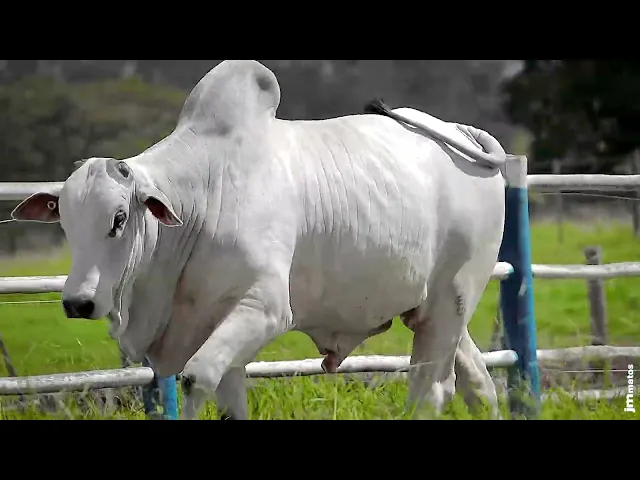 Touro Nelore SGN - 2591