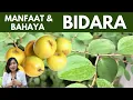 Download Lagu MANFAAT DAUN \u0026 BUAH BIDARA ARAB UNTUK KESEHATAN | dr.Emasuperr