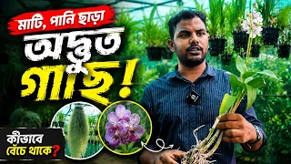 মাটি, পানি ছাড়া বাঁচতে পারে এই অদ্ভুত গাছ! #meghnatv #trendingvideo