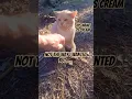 Download Lagu We hebben eindelijk contact! 😁Zo schattig tabby katje #shorts