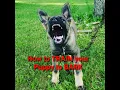 How to train your puppy to BARK and when to do it