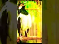 Download Lagu jalak suren gacor #shorts #short #shortsfeed #jalaksuren #masteranburung #birds #birdsounds