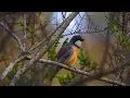 Download Lagu MASTERAN GACOR \u0026 PIKAT KANCILAN EMAS BIMOLI SUARA PANCINGAN PARK 6 | FULL TEMBAKAN KICAU  BURUNG