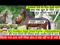 Download Lagu देखिए अलबक्श घोड़े की बच्ची सुंदरी जिसके पास दाना पानी लिखा होता हैं घोड़े वहीं जाते हैं !