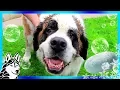 SUNSHINE THE ST BERNARD GETS A BATH Bath Time Challenge