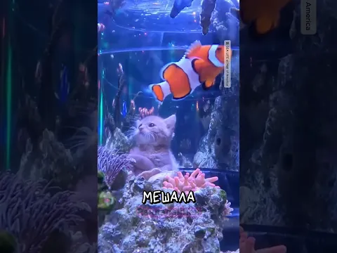 Котят из приюта привели в океанариум 😻