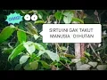 Download Lagu CIPO/SIRTU JANTUNG DI ALAM LIAR