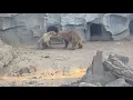 Download Lagu 4K Wildlife | Bear Fight, Hungry Wolf \u0026 Cute Deer!