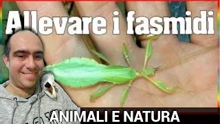 Download Come allevare fasmidi: gli insetti stecco e insetti foglia, animali curiosi da guardare e studiare MP3