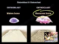 Osteoblast Osteoclast - Everything You Need To Know