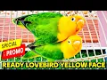 Lagu SPESIAL PROMO LOVEBIRD AKHIR BULAN DESEMBER 2025