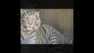 نمر أبيض اللون 