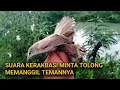 Download Lagu Suara Kerakbasi Kejepit kerak basi ramai ribut cocok untuk tambahan suara pikat.