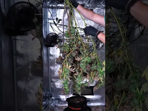 Ocean Fruit (Single SUPERCROP Plant)… Veg to Harvest 😳