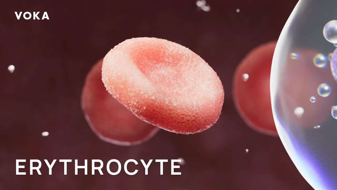 VOKA red blood cells and hemoglobin animation