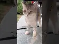 Download Lagu When you get caught up chasing bugs in the bush #funnycats #catlife #shorts