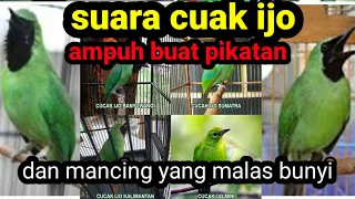 Download Suara cucak ijo,ampuh buat pikatan dan mancing yang malas bunyi MP3