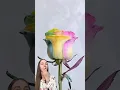 Color Changing Rose I see this for the first time