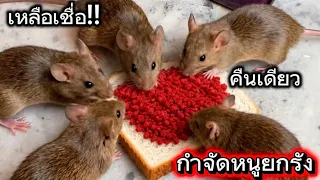 เหลือเชื่อ!!คนนับล้านไม่รู้สิ่งนี้กำจัดหนูได้ยกรังวิธีดีที่สุดธรรมชาติใช้เปลือกไข่มันได้ผลจริงด้วย 😱