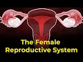 Female reproductive system parts and functions Ovulation process Menstrual Cycle