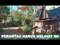 Download Lagu Suasana Yang Bikin Rindu Kalau Di Kampung 😭😭 !!! Pedesaan Sumatera Barat