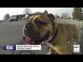 Skateboarding dog Tofu passes away