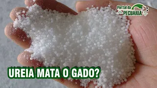 Ureia mata o gado?