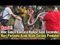 Ngeri‼️Ular Sanca Raksasa Keluar Saat Excavator Hari Pertama Acak Acak Sarang Predator