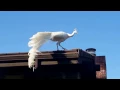 Wild White Peacock Flying