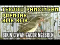 Download Lagu Ampuh! Pancingan CIBLEK SAWAH / PRENJAK KLIK KLIK ampuh biar CIWAH bahan gacor ngebren