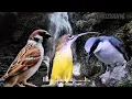 Download Lagu Cobain bedanya, MASTERAN KOMPILASI | BURUNG GEREJA TARUNG - PIJANTUNG PISANG - JINJING PETULAK