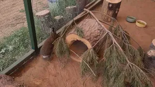 Не дикие, но дичающие / Архив начало июня