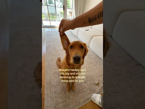 selective hearing 🫠 #goldenretriever #puppy #dog #funny #explore