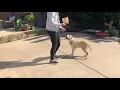 Lionel s Legacy - Old Dogs CAN Learn New Tricks