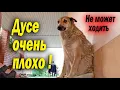 Download Lagu Дусе нужна помощь !!! Зубастые игры питбуля Крони и Багиры. Мусе защемило спину.