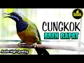 Download Lagu CUCAK CUNGKOK BREN RAPAT ISTIMEWA TEMBAKAN KASAR COCOK BUAT MASTERAN MURAI BATU DAN CUCAK IJO PASTOL