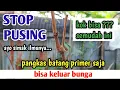 Download Lagu JANGAN HERAN || Cara mudah membuahkan anggur di batang primer, gampang sekali || teknik SCP