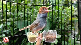 prenjak jantan memanggil betina bikin prenjak lain ikutan nyaut