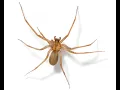 Brown Recluse Bites What Do I Do